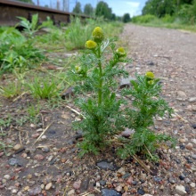 Ромашка без язика (Lepidotheca suaveolens)