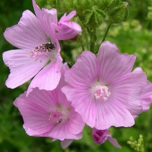 Мальва мускусна (Malva moschata)
