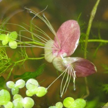 Ряска багатокоренева (Lemna polyrrhiza)