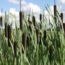Рогоз широколистий (Typha latifolia)