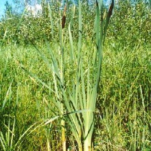 Рогоз широколистий (Typha latifolia)