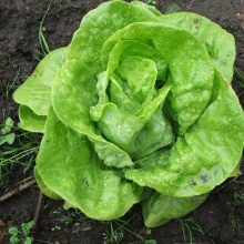 Латук посівний (Lactuca sativa)