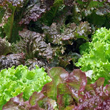 Латук посівний (Lactuca sativa)