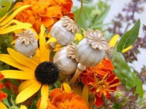 Календар збору лікарських трав. Серпень.