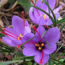 Шафран чи крокус посівний (Crocus sativus)