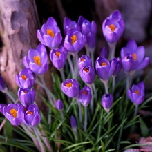 Шафран чи крокус посівний (Crocus sativus)