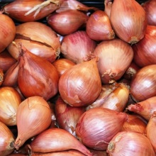 Цибуля шалот (Allium ascalonicum)