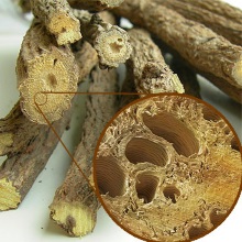 Солодка гола або гладка (Glycyrrhiza glabra)