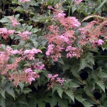 Таволга довговидна (Filipendula palmata)