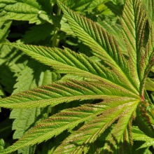 Таволга довговидна (Filipendula palmata)