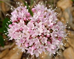 Корисні властивості і склад валеріани