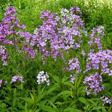 https://vashtravnik.com/vechirnytsia-abo-nichna-fialka-hesperis-matronalis.html
