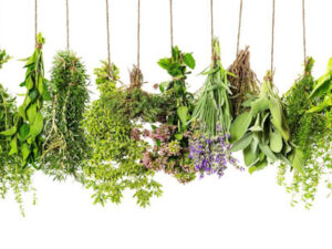 Календар збору лікарських рослин. Вересень.