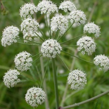 Віх отруйний (Cicuta virosa)