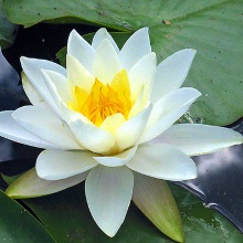 Німфея біла (Nymphaea alba)