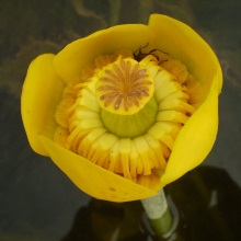 Нуфар жовтий (Nuphar lutea)