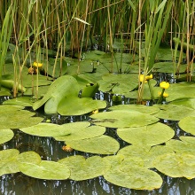 Нуфар жовтий (Nuphar lutea)