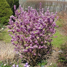 Вовчоягідник звичайний (Daphne mezereum)
