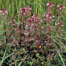 Митник болотний (Pedicularis palustris)