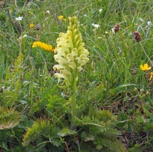Митник чубатий (Pedicularis comosa)