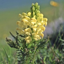 Митник чубатий (Pedicularis comosa)