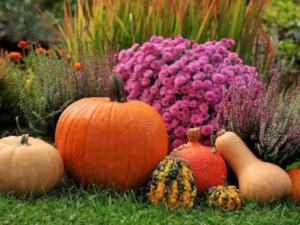 Календар збору лікарських рослин. Жовтень.