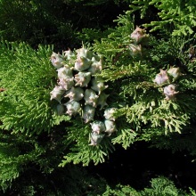 Біота або Плосковітник східний(Platycladus orientalis)