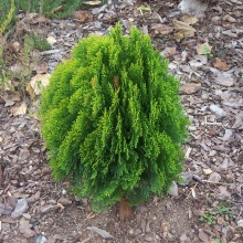 Біота або Плосковітник східний(Platycladus orientalis)
