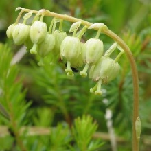 Борова матка (Orthilia secunda)