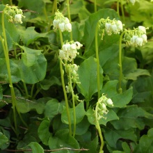 Борова матка (Orthilia secunda)