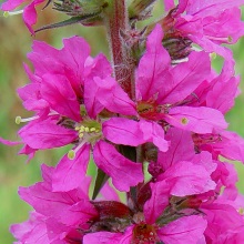 Дербенник іволистий (Lythrum salicaria)