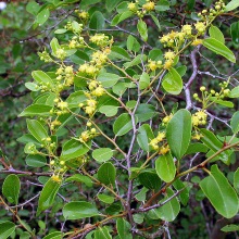 Тримай-дерево звичайне (Paliurus spina-christi)