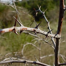 Тримай-дерево звичайне (Paliurus spina-christi)