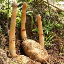 Гастродія або пузатка висока (Gastrodia elata)