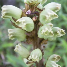 Гастродія або пузатка висока (Gastrodia elata)