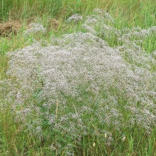 Качим волотистий (Gypsophila paniculata)