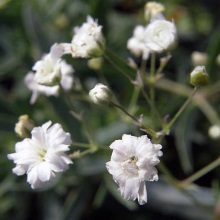 Качим волотистий (Gypsophila paniculata)