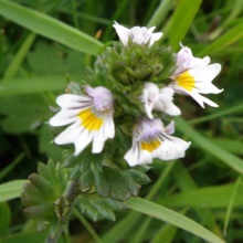 Очанка лікарська (Euphrasia officinalis)