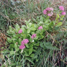 Очиток великий (Sedum telephium)