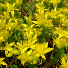 Очиток їдкий (Sedum acre)