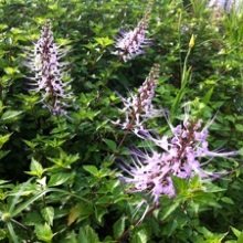 Ортосифон тичинковий (Orthosiphon stamineus)