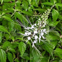 Ортосифон тичинковий (Orthosiphon stamineus)