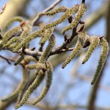 Осика звичайна (Populus tremula)