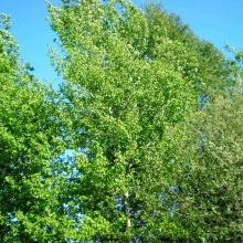 Осика звичайна (Populus tremula)
