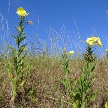 Ослінник дворічний (Oenothera biennis)
