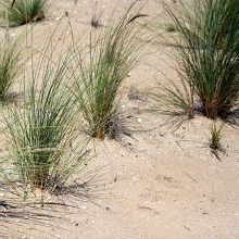Осока піщана (Carex arenaria)