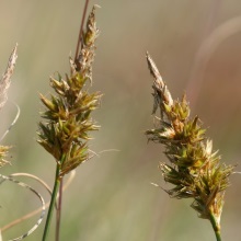 Осока піщана (Carex arenaria)