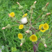 Осот городній (Sonchus oleraceus)