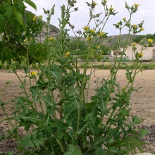 Осот городній (Sonchus oleraceus)