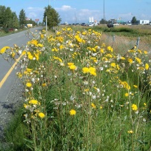 Осот польовий (Sonchus arvensis)